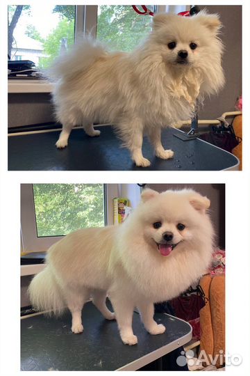 Груминг (стрижка собак и кошек)