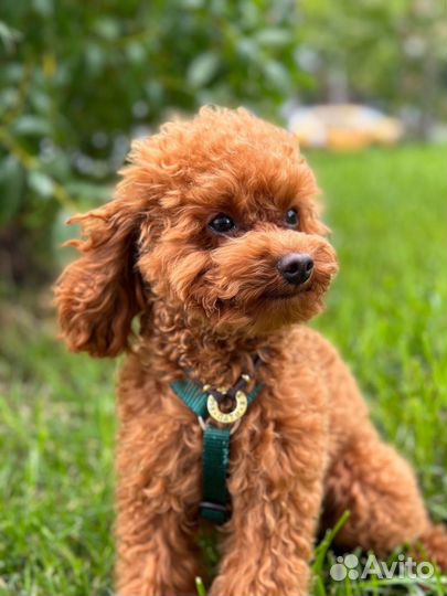 Адресник-кольцо для собак