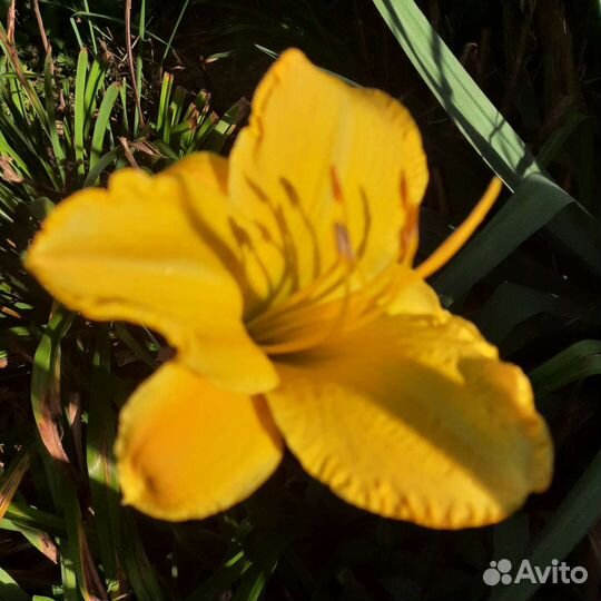 Лилейники бордюрные