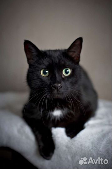 Кошке Алисе очень нужен человек