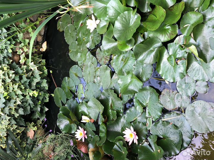 Водяная лилия (нимфея)