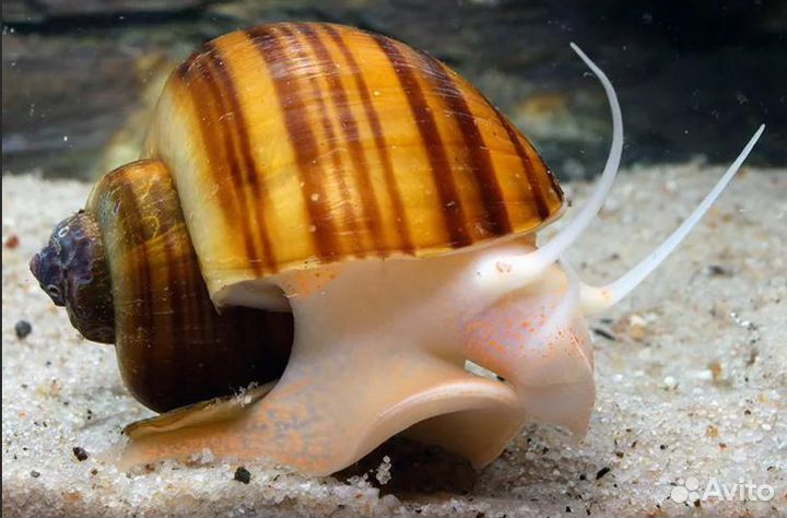 Улитка ампулярия