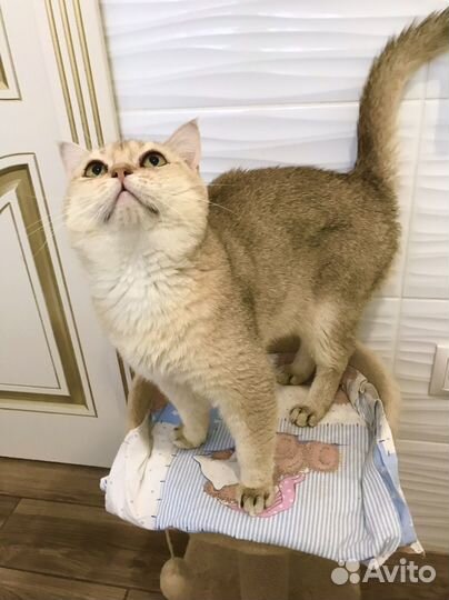 Шотландский золотой кот