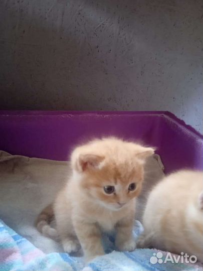 Шотландские котята