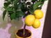 Лимон с желтыми и зелеными плодами съедобными комн
