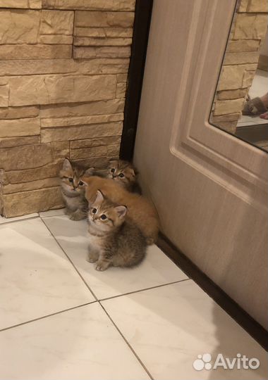Котята