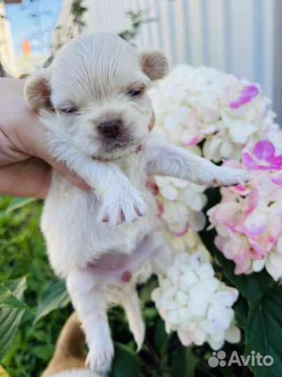 Чихуахуа мини