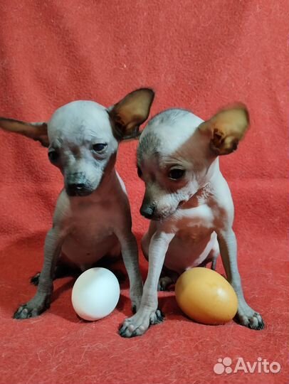 Голые тойтерьеры