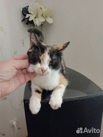 Кошечка Сонечка