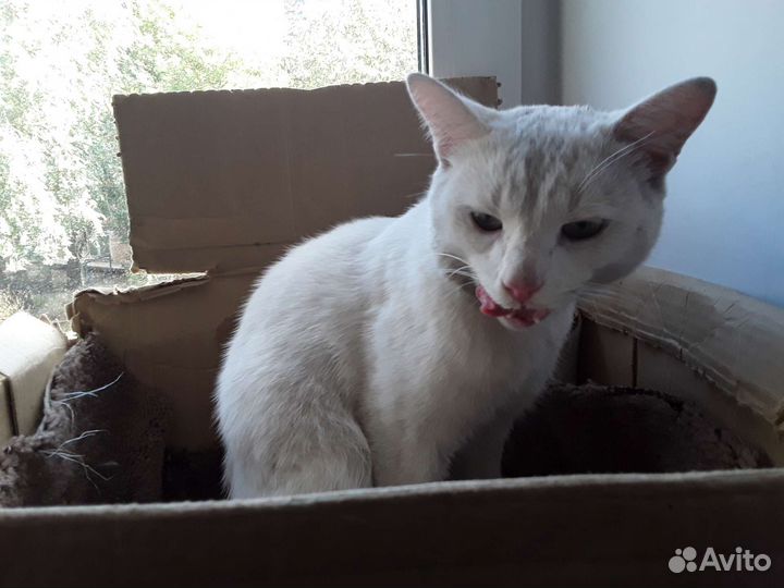 Кот-обреченец