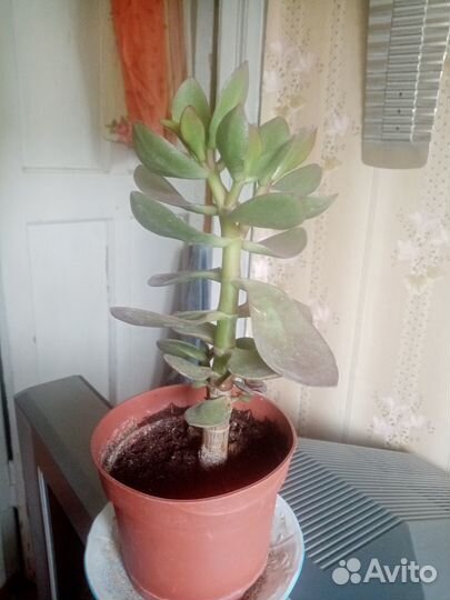 Толстянка - денежное дерево