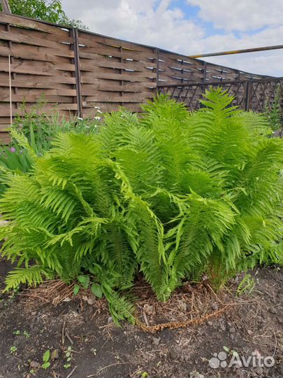 Папоротник страусник