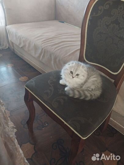 Шотландский котёнок