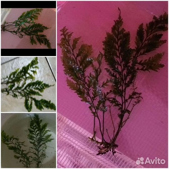 Аквариумные рыбки и растения