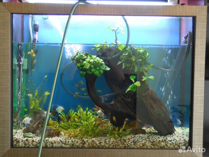 Чистка аквариума. Услуги аквариумиста