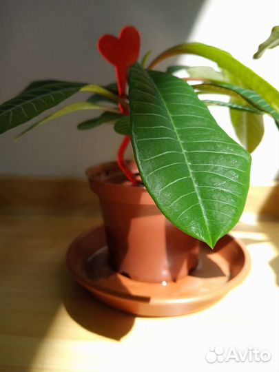 Комнатное растение Малочай