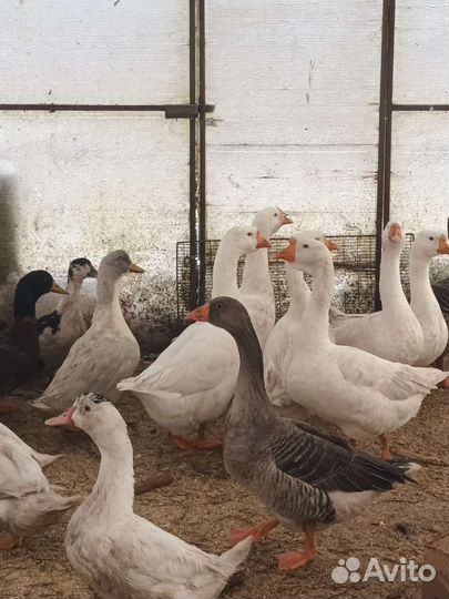 Мясо индюк. утка. курица,кролик