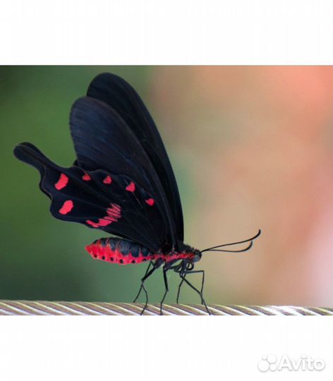 Бабочкариум миниферма