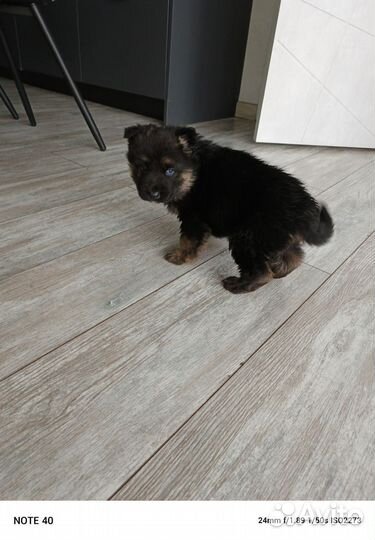 Щенок немецкой овчарки мальчик