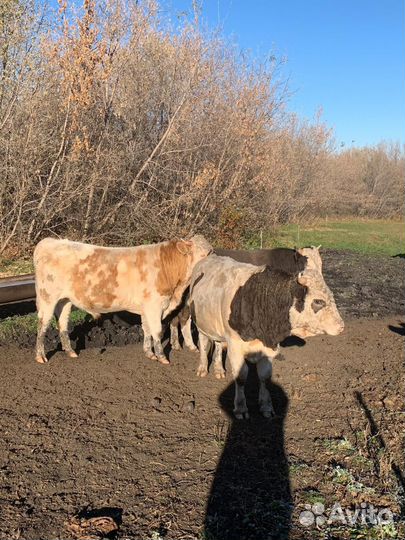 Бычки и быки