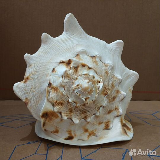 Ракушка морская большая