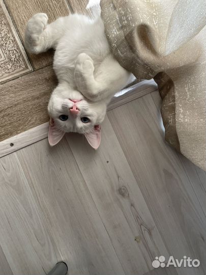 Белый котенок с голубыми глазами