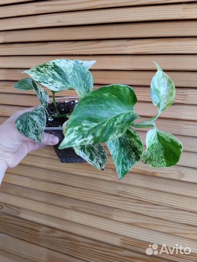 Сциндапсус Марбл Квин