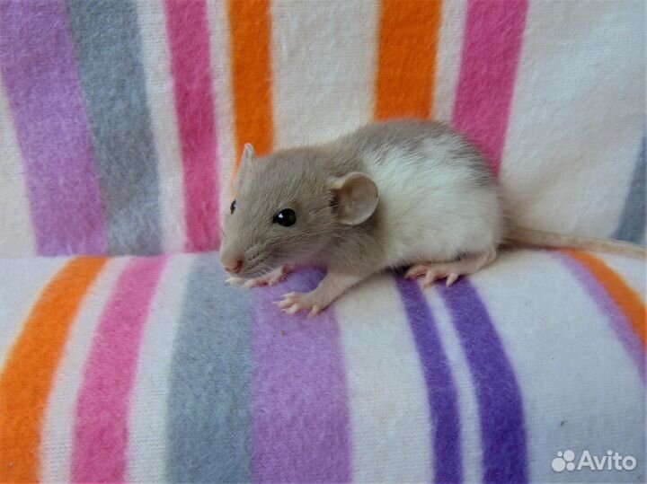 Крысы, крысята - дамбо, стандарт, клетки, гамак