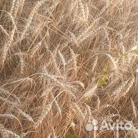 Зерно пшеницы,ячмень,овёс оптом и в розницу