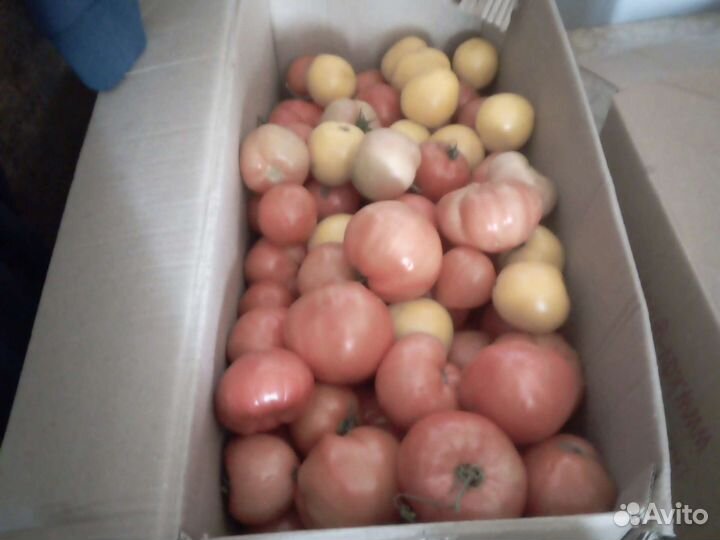 Томаты 10 литров. Помидоры