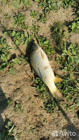 Свежая рыба #карп #продажа карпа #купить карпа