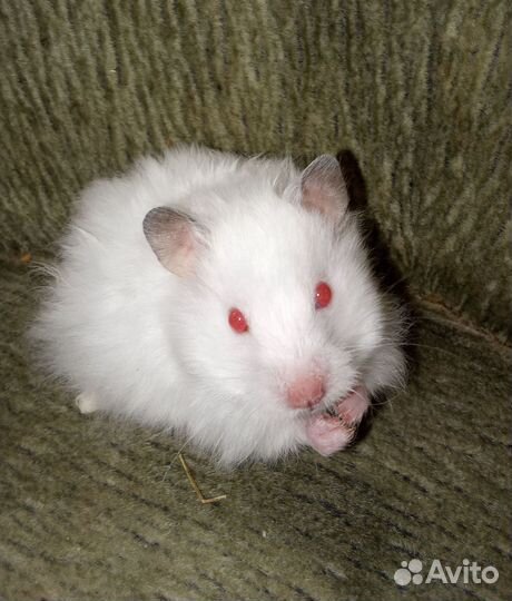 Продам сирийская хомяк ангорская