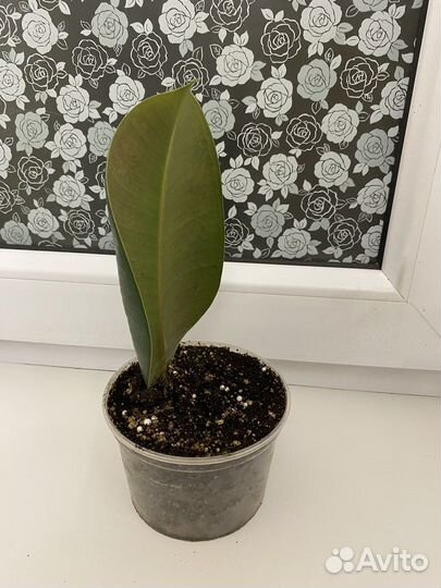 Фикус эластика