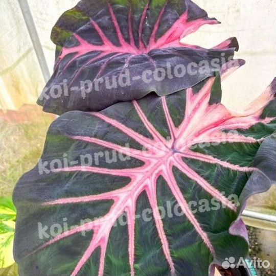 Колоказия blue velvet
