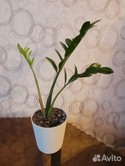 Сансевиерия, замиокулькас