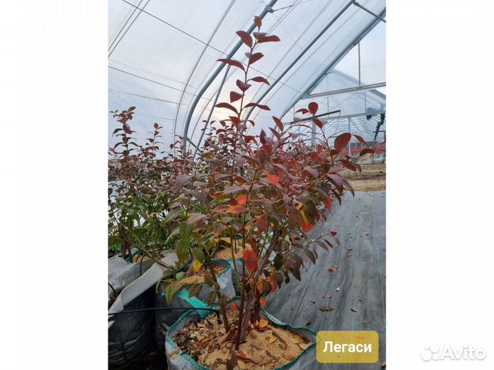 Саженцы голубики сорта Легаси 5-летние