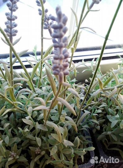 Кашпо (полистоун)