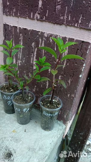 Гортензия метельчатая Ванила Фрайз