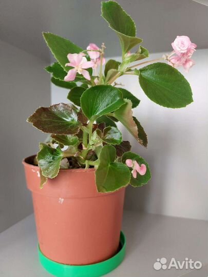 Фиалка, суккуленты, цветы