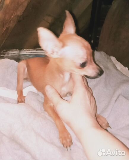 Микро карманный мальчик