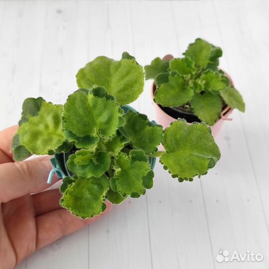 Фиалки химеры