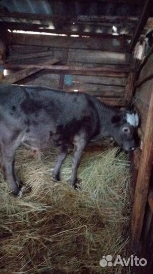 Телята бычки