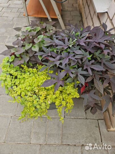 Кашпо с цветами