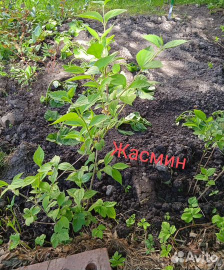 Саженцы черной и красной смородины, жасмина, астры