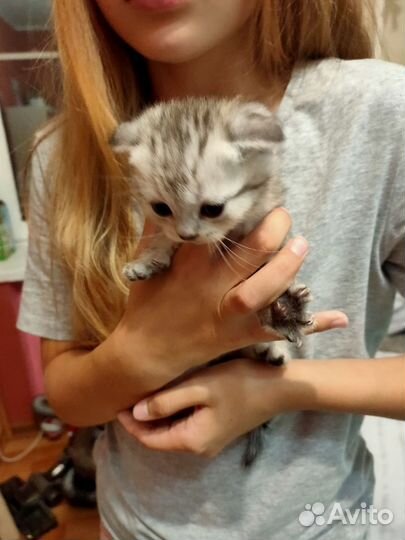 Шотландская