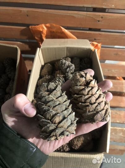 Кедровая шишка для животных