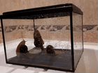 Улитки ахатины с аквариумом объявление продам