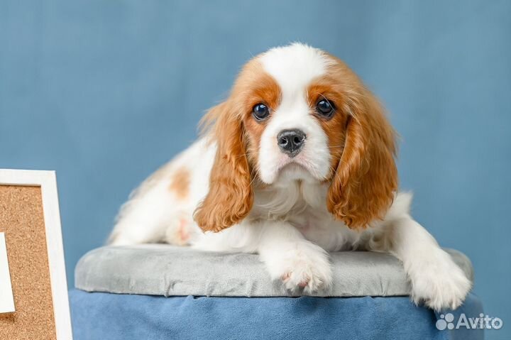 Щеночки кавалеры