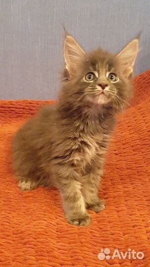 Котята мейн-кун