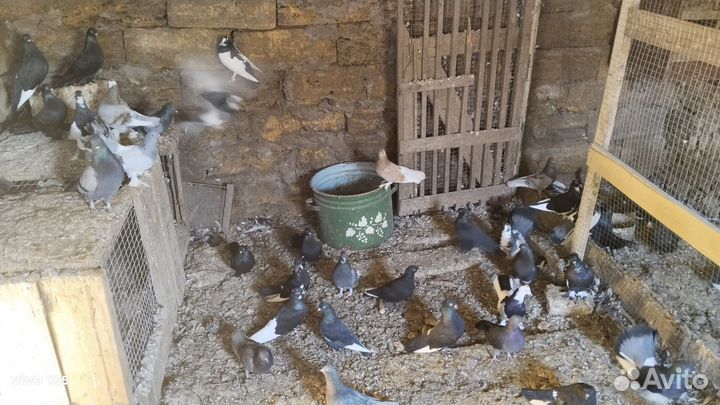 Продажа голубей